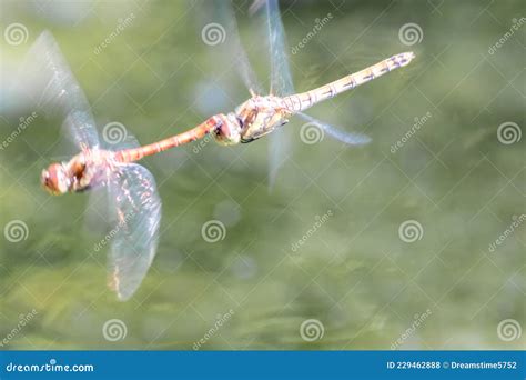 Dragonfly Couple Flying In Mating Season And Pairing Season For Egg Deposition At A Garden Pond