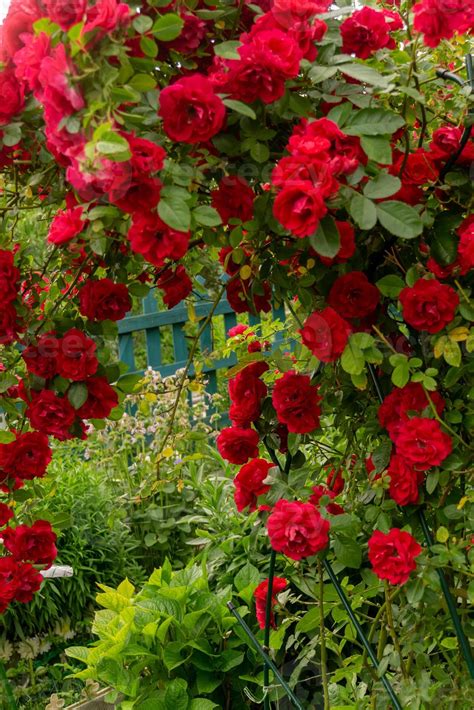 Red climbing rose bush 12572341 Stock Photo at Vecteezy