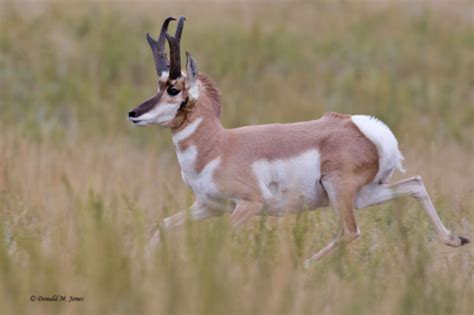 Hoofed Mammals Flashcards Quizlet