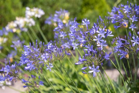 Agapanthus Flower