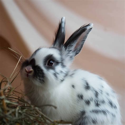 Our spokesrabbit downloads a new productivity app. Wish her luck.