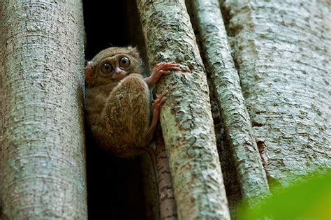 Spectral Tarsier, Indonesia | Sean Crane Photography