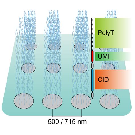 History Of Spatial Transcriptomics Part 3 Single Cell Mirxes