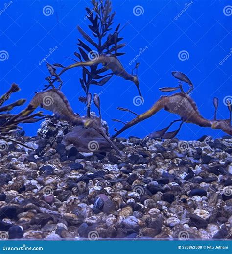 Sea Dragons in Water in an Aquarium Stock Photo - Image of macro