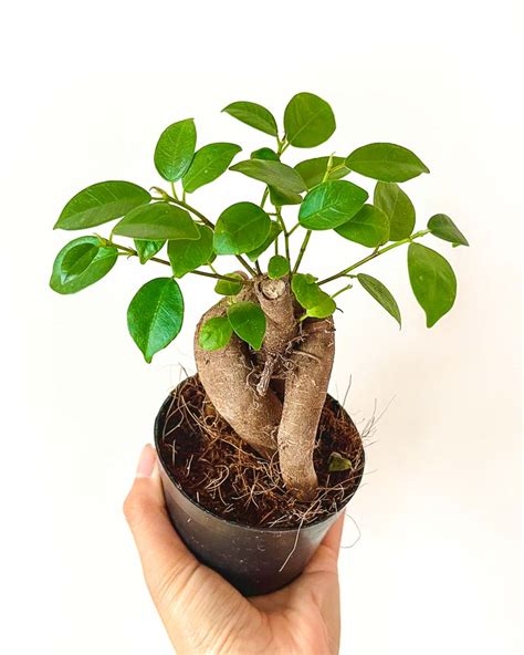 Mini Plante Terrarium Ficus Microcarpa Ginseng Les Beauxtanistes