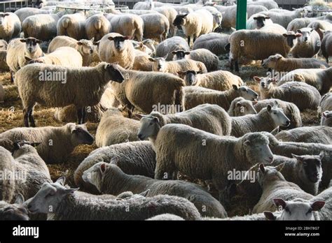 A Large Flock Of Unsheared Sheep At A Cattle Farm Stock Photo Alamy