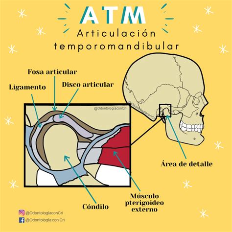 Atm Articulaci N Temporomandibular Escuela De Higiene Dental