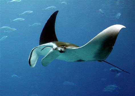Swimming Manta Ray Photograph By Daniel Caracappa Pixels
