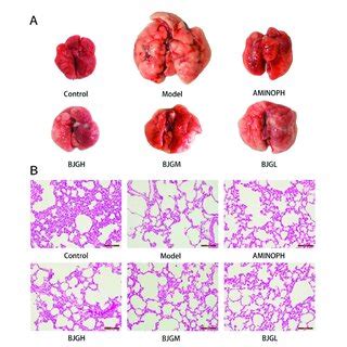 A Morphological Changes In The Lung Tissue Of Rats B Pathological