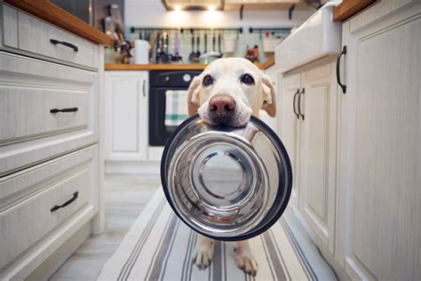 Tosa De Cachorro Cuidados Tipos E Dicas Pedigree