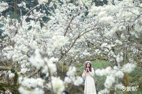 滿版雪白李花花海秘境必拍！夢幻美景宛如雪花隧道 景點