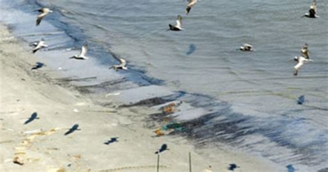 Oil Hits La.'s Largest Seabird Nesting Area - CBS News