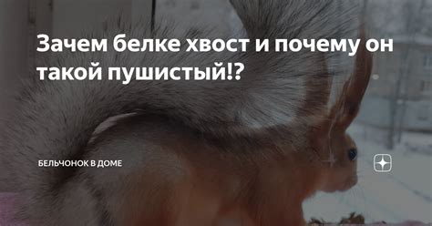 Зачем белке хвост и почему он такой пушистый!? | Бельчонок в доме | Дзен