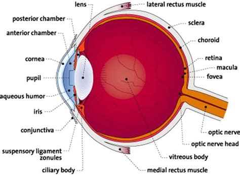 Eye Diagram - Cliparts.co