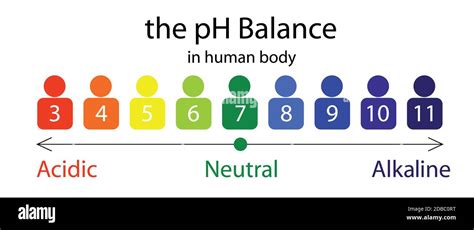 El Gr Fico De Escala De Equilibrio De Ph En El Cuerpo Humano