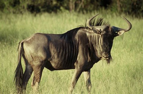 Wildebeest | Photograph taken many years ago in Hwange Natio… | Flickr