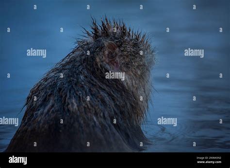 Monkey In A Natural Onsen Hot Spring Located In Jigokudani Monkey Park Nagono Prefecture