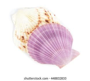 Shell See Pectinidae On White Background Stock Photo