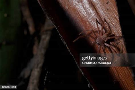 Brown Huntsman Spider Photos and Premium High Res Pictures - Getty Images