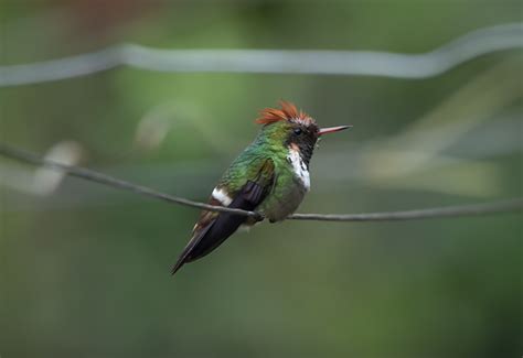 Foto Topetinho Vermelho Lophornis Magnificus Por Altevir Depetris