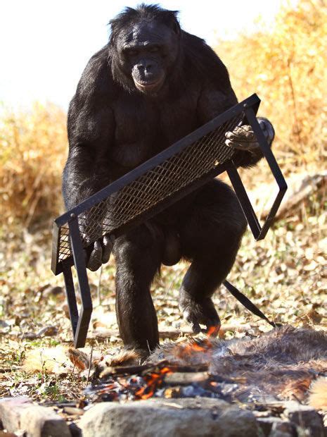 Meet The Fascinating Food Cooking Chimpanzee 11 Pics