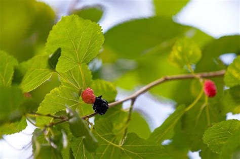 Premium Photo | Fruits of the mulberry tree