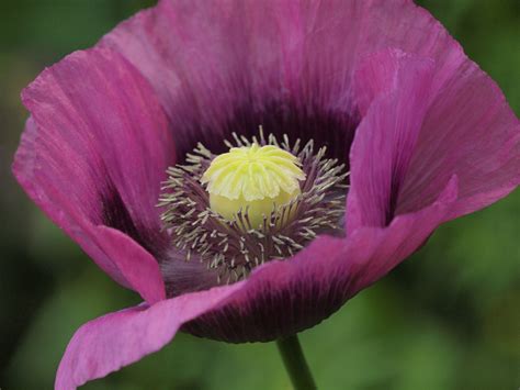 Opium Valmue Papaver Somniferum Poppy Slangehvidloegdk