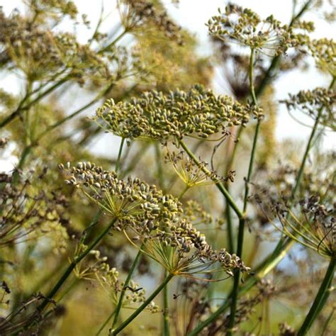 Gew Rzfenchel Pflegen Gartenhit De