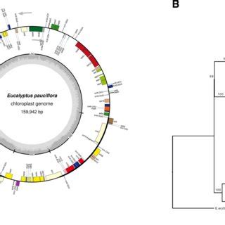 Comparison Of Chloroplast Genome Assemblies The Coverage Of The