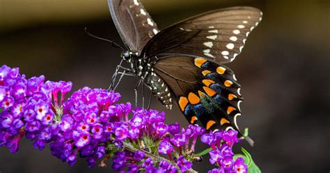 20 Best Flowers for a Butterfly Garden - The Garden Magazine