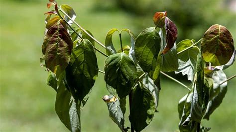 Dogwood Leaves Turning Brown — 4 Major Causes