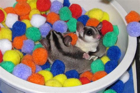 Sugarglider.com - Gliderpedia - Question/What kind of toys can I buy for my sugar glider