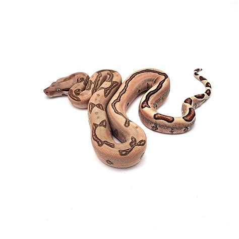 boa constrictors as pets 5