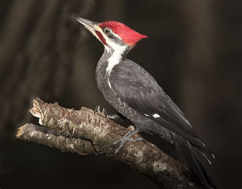 Pileated Woodpecker King Of My Domain Ted Evans Flickr