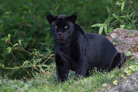 Why Are Black Panthers Black Impressive Nature