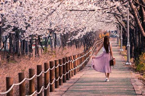 Best Time And Places To See Cherry Blossoms In Japan – YouGoJapan