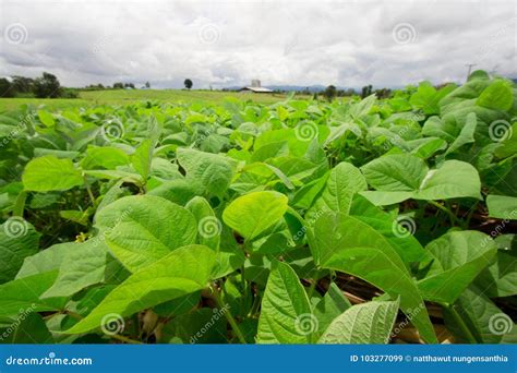 Cultivation Of Moong Bean Plant Agriculture Concept Mung Bean Crop