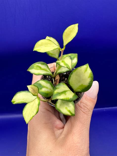 Hoya Heuschkeliana Variegata Rotade Stickli Köp På Tradera