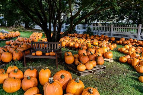 Fall Autumn Pumpkin Wallpapers - Wallpaper Cave