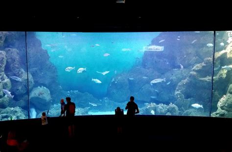 National Marine Aquarium Devon Guide