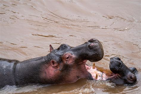 Days Best Of Uganda Safari