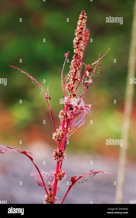 Amaranthus Dubius The Red Spinach Chinese Spinach Spleen Amaranth