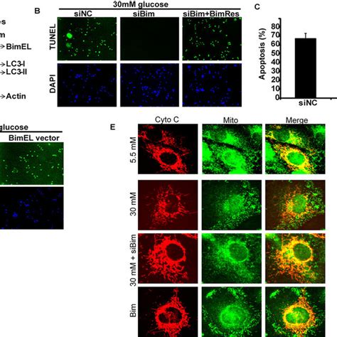 High Glucose Hg Induced Apoptosis In Hk2 Cells Hk2 Cells Were