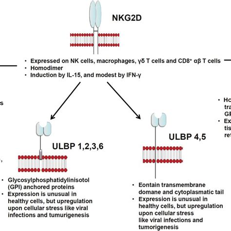 The Nkg D Receptor And Its Activating Ligands Grouped For Their