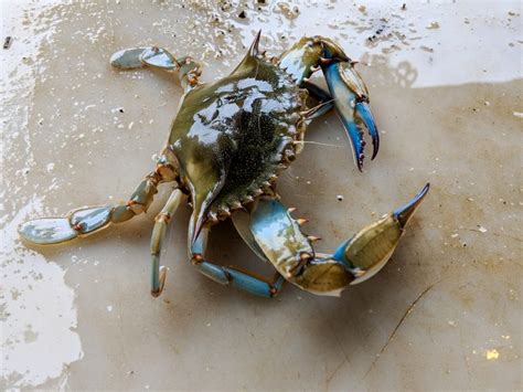 What S The Differences Blue Crabs And Snow Crabs American Oceans