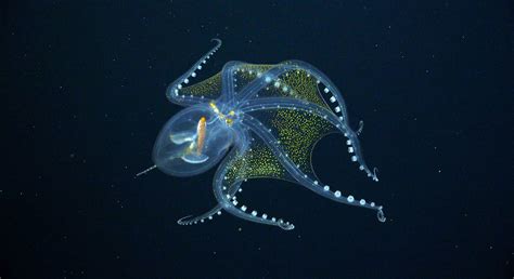 Is This Glass Octopus Real? | Snopes.com