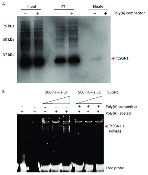 RNA Binding Assay In TcSgn1 From T Cruzi A Pulldown With Oligo DT