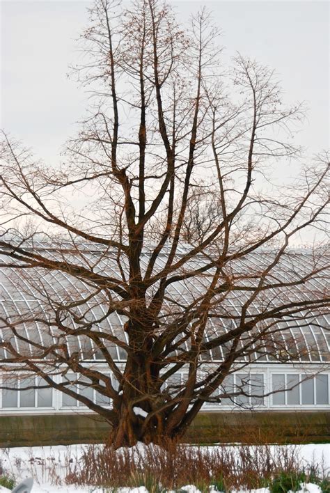 Wife Mother Gardener Dawn Redwood Metasequoia Glyptostroboides In