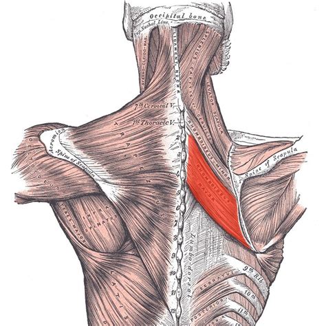 Rhomboid major muscle | Golf Loopy - Play Your Golf Like a Champion