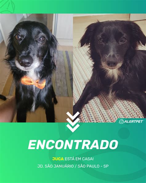 Cachorro Encontrado JD São Januário São Paulo SP Juca AlertPet